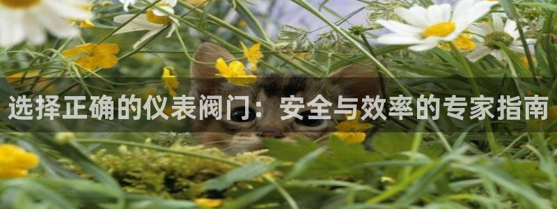 顺盈娱乐招商下原判官333OO